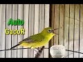 Download Lagu Pleci Mu Bakalan Gak Mau Diam Setelah Mendengar Pleci Ini