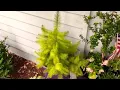 Lebanon cedar autumn update