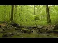 Shinrin Yoku relaxing forest sounds