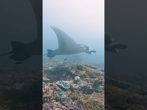 How we are helping manta rays #rewilding