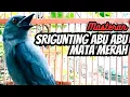 Download Lagu MASTERAN ! SRIGUNTING ABU ABU MATA MERAH GACOR TEMBAKAN RAPAT