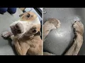 Yuma animal shelter rescues dog tied up left in canal deputies seek tips