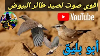 أقوى صوت لصيد طائر البيوض ابو بليق2024 