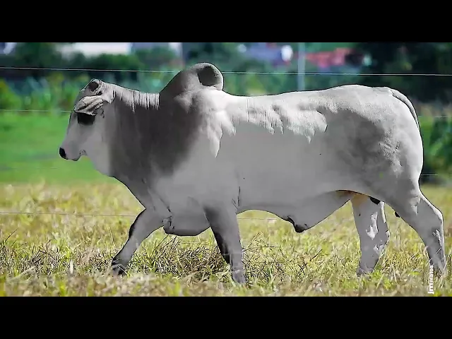 Touro Nelore FDY - 135