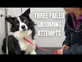 Download Lagu Turned Away by 3 Groomers | The Nervous Border Collie Transformation