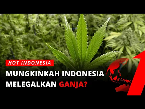 Mungkinkah Indonesia Legalkan Ganja Setelah PBB Ubah Statusnya?