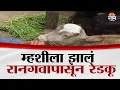 Download Lagu ऐकावं ते नवलच! म्हशीला झालं रानगवापासून रेडकू | Rayreshwar Plateau rare creature,