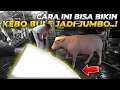 Download Lagu GUE NEMU CARA BIKIN BELLA BERRY JADI TAMBAH JUMBO LAGI!
