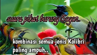 suara pikat sogon dan kolibri lainnya sangat ampuh jahid channel
