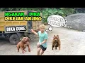 Lagu NGAKAK PARAH  DIKA LARI TER BIRIT2  DI KEJAR ANJING 🤣🤣🤣 DIKA CORE