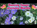 Download Lagu Blue and white dancing flowers || Frühlingsblumen in 2025 anemone Blanda
