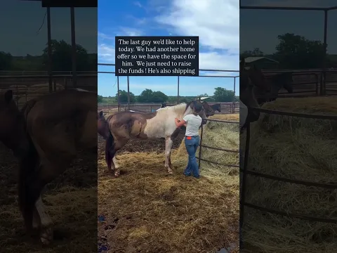 Please join us. We need you. Don't abandon them. #horse #help #equestrian #rescue
