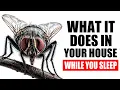 What Happens To Your Houseflies at Night Youve Never Seen This