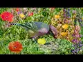 🌿 Relaxing Piano & Birdsongs | Peaceful Forest Sounds for Deep Relaxation & Sleep