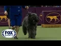 Group judging for the Herding Group at the 2019 Westminster Kennel Club Dog Show FOX SPORTS