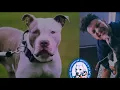 The Pit Bull Lobby EXPOSED ft Ashar Koase Satanen Perkele