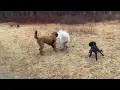 Britta, Donut, Tonto, Moony, Molly, and Rex