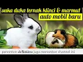 Download Lagu PIKIR DULU SEBELUM TERNAK KELINCI DAN MARMUT