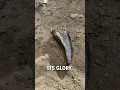 Download Lagu Unearthing a T-rex tooth! 🦷🦖  -  🎥 duranosaur