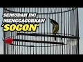 Lagu TERNYATA GACORKAN SOGON SEGAMPANG INI‼️Lihat Triknya
