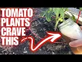 TOMATO PLANTS CRAVE IT Homemade Mix Works Like Magic