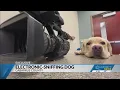 Cabarrus County uses electronic-sniffing dog