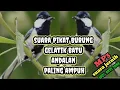 Download Lagu Suara pikat burung gelatik batu terampuh