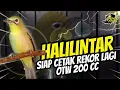 Download Lagu Kecial Kuning Viral HALILINTAR Siap Cetak Rekor 200 CC‼️Speed + Power Mantap | PEPADU KECIAL