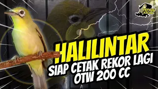 Download Kecial Kuning Viral HALILINTAR Siap Cetak Rekor 200 CC‼️Speed + Power Mantap | PEPADU KECIAL MP3