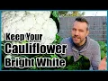 Keep Your Cauliflower Bright White - Quick Tip Tuesday