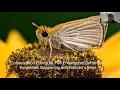 Conservation Efforts for Poweshiek Skipperling Mitchell s Satyr - NJ Butterfly Club April 2024