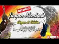 Download Lagu SOGON NEMBAK CIGUN DAN CILILIN | MATERI FULL PANJANG PANJANG!! #sogon #sogongacor #sogokontong