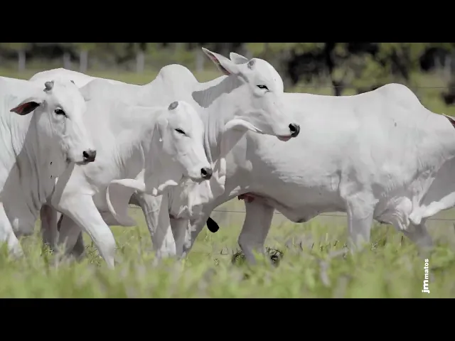 4 Novilhas Nelore P.O.