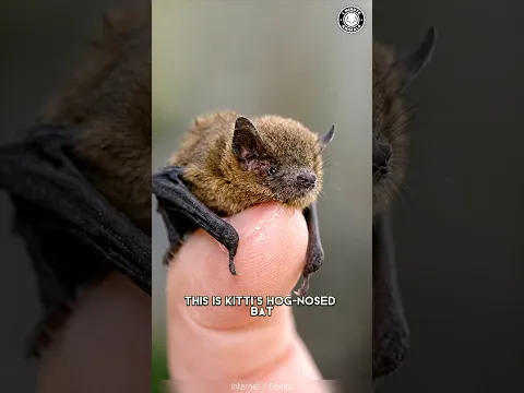 Bumblebee Bat 🦇 The SMALLEST Mammal on Earth!