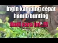 Download Lagu Cara agar kambing cepat hamil/bunting