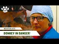 Vet Tries to Save a Dangerous Donkey Mountain Vets S1 E1 Pets Up Close