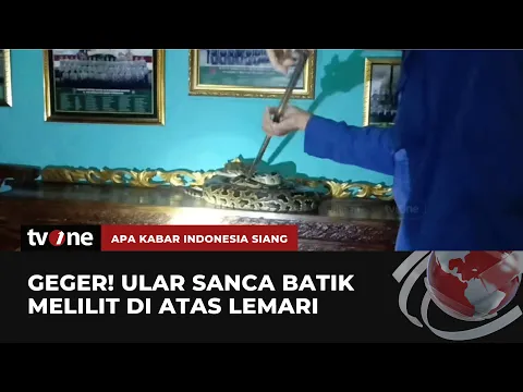 Merinding, Ular Sanca Melilit di Atas Bufet Ruang Tamu