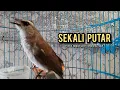 trucukan gacor ROPEL PANJANG buat pancingan trucukan agar bunyi JADIKAN burung trucuk gacor EMOSI