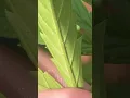 What Do Spider Mites Look Like