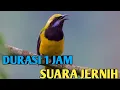 Download Lagu 🔴 DURASI 1 JAM❗❗ MASTERAN CUCAK CUNGKOK SUARA JERNIH DURASI PANJANG