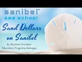 Sand Dollars on Sanibel