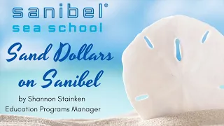 Sand Dollars on Sanibel