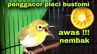 Pleci Bustomi Gacor Sangat Ampuh Untuk Pancingan Pleci Bustomi Bahan Ikut Gacor