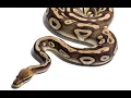 AL 2022 Python Day 03 2021 06 26