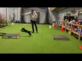 Finn s Retriever Training at 9 Weeks Old