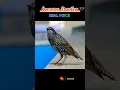 Download Lagu Panggilan Burung Jalak Biasa#burung #faktaburung #suaraburung #burungjalak