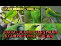 Download Lagu SUARA BURUNG RIBUT // yang paling ampuh pikat cucak ijo di hutan