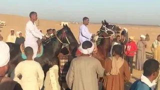 أنجليزى بيسو وانجليزى مدنى ليلة بنبان ٢٠٢٢ دندنها