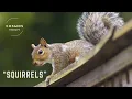 The Wonderful World of Squirrels a Short Documentary Wildlife Animals Nature