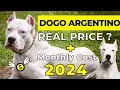 Dogo Argentino Dog Price In India 2024 Price of Dogo Argentino and Monthly Expenses